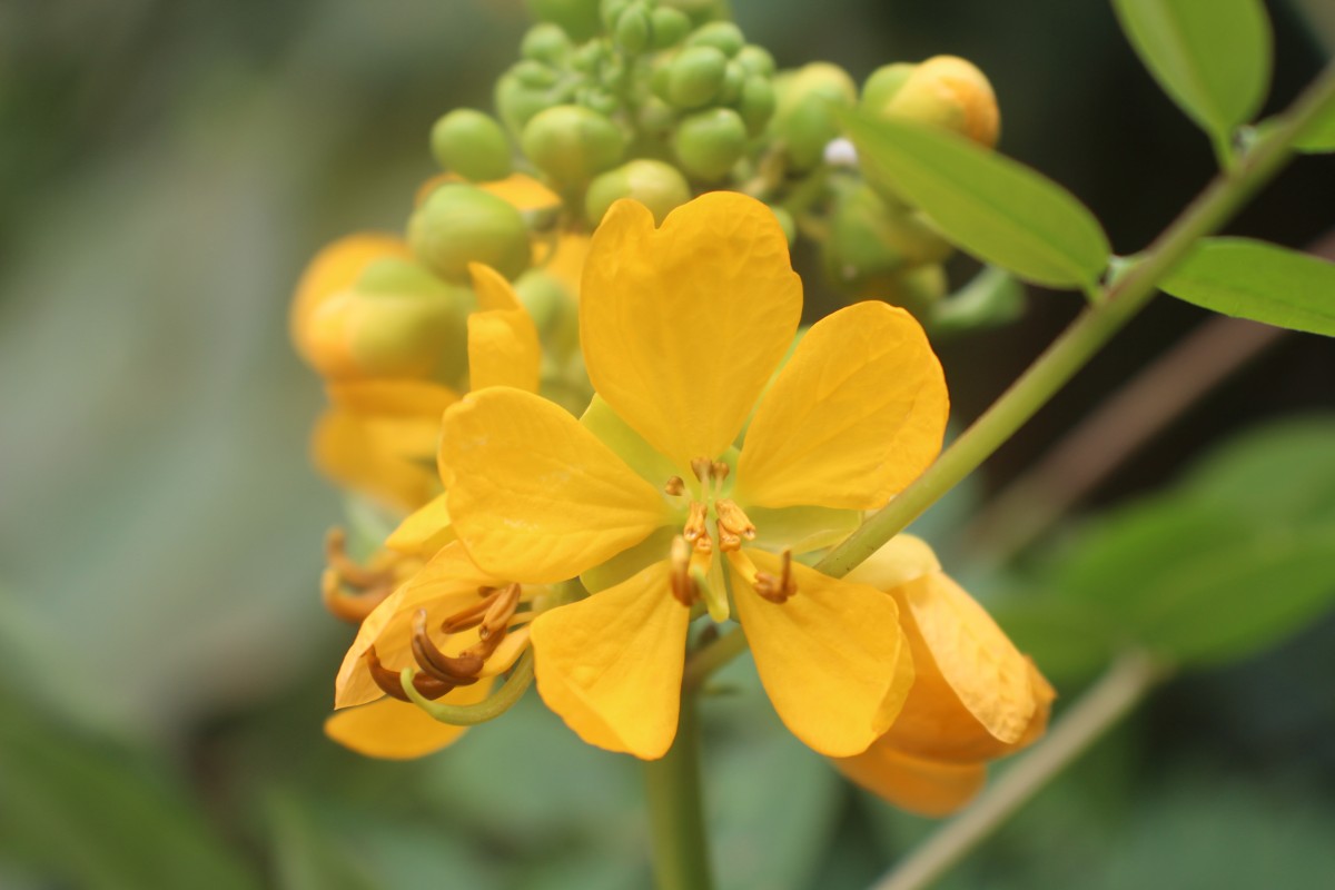 Senna sophera (L.) Roxb.